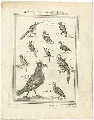 Antique Print of various Birds of Guinea II by A.F. Prévost (1757)