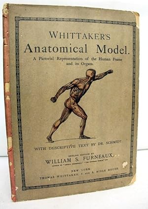 Bild des Verkufers fr Whittaker s Anatomical Model A Pictorial Representation of the Human Frame and its Organs zum Verkauf von Antiquariat Bler