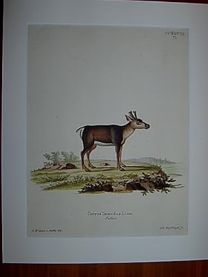 Cervus Tarandus Linn. Pullus - Rentierkalb, Hirschkalb. Kolorierter Kupferstich CCXLVIII.D. von J...