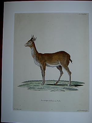 Antilope redunca Pall. - Gemeiner Riedbock / Senegal-Riedbock. Kolorierter Kupferstich CCLXV von ...