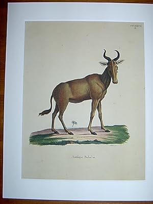 Antilope Bubalis - Kuhantilope / Bubal. Kolorierter Kupferstich CCLXXVII.B. von Adam aus Johann C...