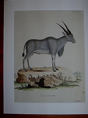 Antilope Oreas. Pall. - Elenantilope / Elenn-Antilope. Kolorierter Kupferstich CCLVI von Nussbieg...