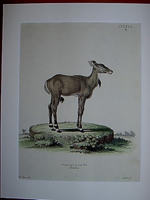 Antilope picta Pall. Femina - Nilgauantilope, weiblich. Kolorierter Kupferstich CCLXIII.B. von St...