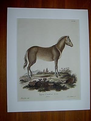 Equus Caballus Linn, ferus - Hauspferd. Kolorierter Kupferstich CCCIX von J.C. Bock nach Borisow ...