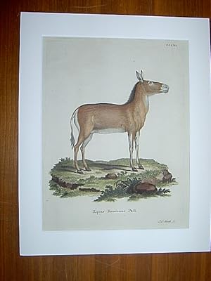 Equus Hemionus Pall. - Asiatischer Esel . Kolorierter Kupferstich CCCXI von J.C. Bock aus Johann ...