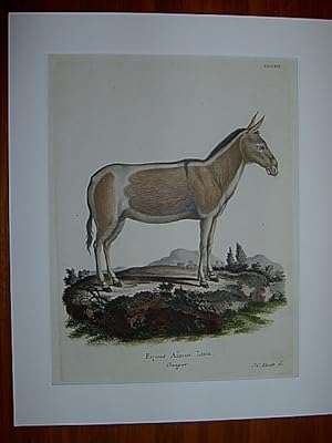 Equus Asinus Linn. Onager - Esel / Grauer Hausesel . Kolorierter Kupferstich CCCXII von J.C. Bock...