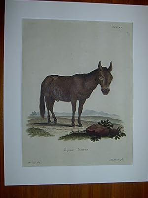 Equus Hinnus - (Equus Asinus Hinnus) / Maulesel. Kolorierter Kupferstich CCCXV von J.C. Bock nach...