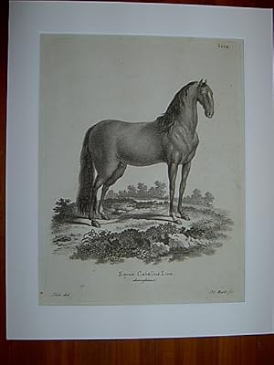 Equus Caballus Linn, domesticus - Hauspferd. Kupferstich CCCX von J.C. Bock nach Ihle aus Johann ...