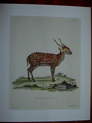 Cervus porcinus. Penn. - Stehender Schweinshirsch / Hirsch. Kolorierter Kupferstich CCLI. von J.G...