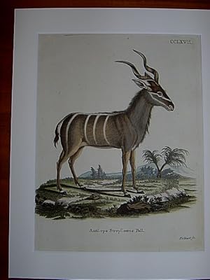Antilope Strepsiceros Pall. - Großer Kudu. Kolorierter Kupferstich CCLXVII von Volckart aus Johan...