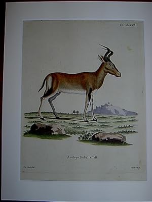 Antilope Bubalis Pall. - Kuhantilope. Kolorierter Kupferstich CCLXXVII von Volckart nach de Seve ...