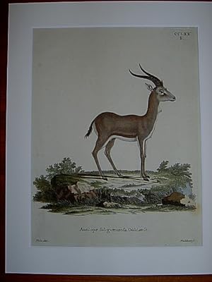 Antilope subgutturosa Güldenst. - Kropfgazelle. Kolorierter Kupferstich CCLXX.B. von Volckart nac...