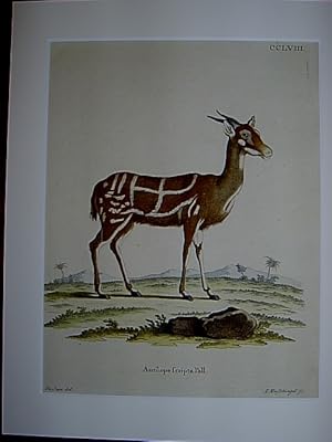 Antilope scripta Pall. - Busch-Antilope / Buschbock . Kolorierter Kupferstich CCLVIII von Nussbie...