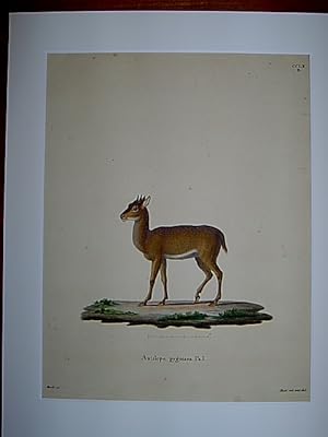 Antilope pygmaea Pall. - Zwergantilope / Zwerg-Antilope. Kolorierter Kupferstich CCLX.B. von Bock...