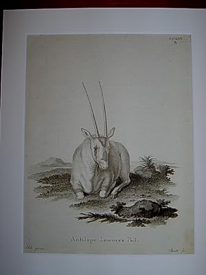 Antilope Leucoryx Pall. - Arabische Oryx / Oryxantilope / Weiße Oryx. Kupferstich CCLVI B von Boc...