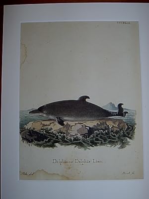 Delphinus Delphis Linn. - Delphin / Delfin, / Tümmler / Dolphin. Kolorierter Kupferstich CCCXLIII...