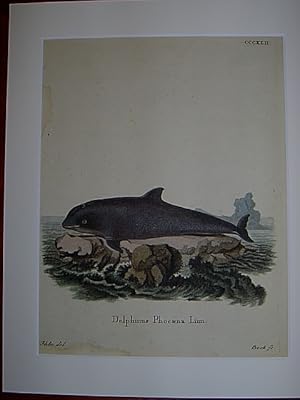 Delphinus Phocaena Linn. - Delphin / Delfin, Braunfisch / Dolphin. Kolorierter Kupferstich CCCXLI...