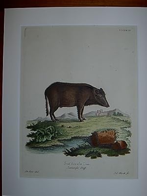 Sus Scrofa Linn. Siamensis Buff. - Wildschwein. Kolorierter Kupferstich CCCXXIV von Bock nach de ...