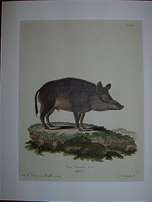 Sus Scrofa Linn. Aper. - Wildschwein. Kolorierter Kupferstich CCCXX von Bock nach Comes aus Johan...