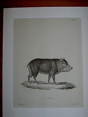 Sus labiatus. - Bisamschwein / Wildschwein. Kupferstich CCCXXV.B. von Bock nach Marechal aus Joha...