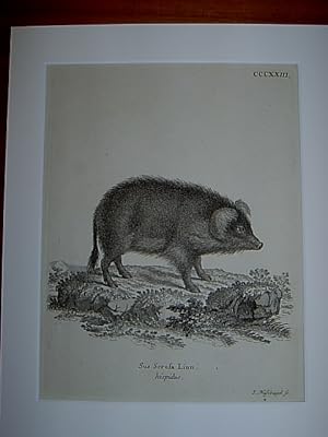 Sus Scrofa Linn. hispidus. - Wildschwein. Kupferstich CCCXXIII. von Nussbiegel aus Johann Christi...