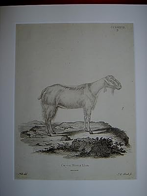 Capra Hircus Linn ecornis. - Ziege / Hausziege / goat. Kupferstich CCLXXXVII.B von Bock nach Ihle...
