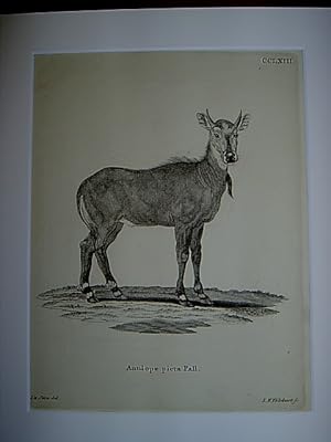 Antilope picta Pall. - Nilgauantilope. Kupferstich CCLXIII. von Volckart nach de Seve aus Johann ...