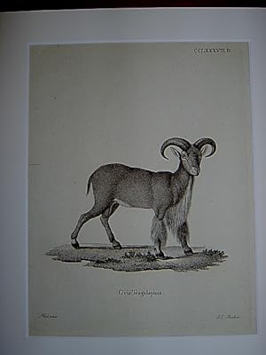 Ovis Tragelaphus. - Schafe / Bart-Schaf / sheep. Kupferstich CCLXXXVIII.B. von Bock nach Huet aus...