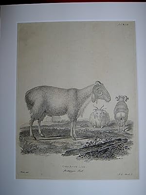 Ovis Aries Linn. steatopygos Pall. - Schafe / Schaf / Hausschaf / sheep. Kupferstich CCXCII von B...