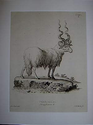 Ovis Aries Linn. Strepsiceros. b. - Schafe / Schaf / Zackelschaf / sheep. Kupferstich CCXCI.B. vo...