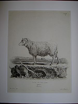 Ovis Aries Linn. teptura. Femina. - Schafe / Schaf / Hausschaf / sheep. Kupferstich CCXC.B von Bo...