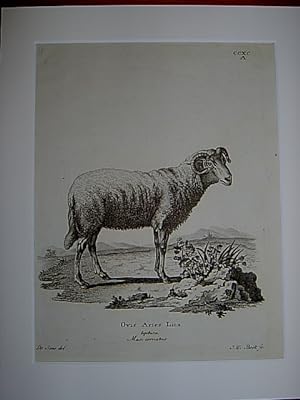 Ovis Aries Linn. teptura. Mas: cornutus - Schafe / Schaf / Gehörntes männliches Hausschaf / sheep...