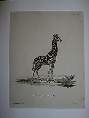 Camelopardalis Giraffa - Giraffe / Giraffen, giraffes. Kupferstich CCLV von Bock nach Pretre u. H...