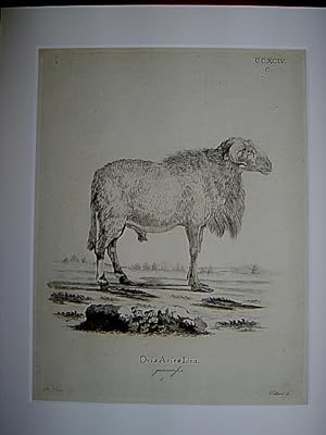 Ovis Aries Linn. guineensis. c. - Schafe / Schaf / Hausschaf / sheep. Kupferstich CCXCIV.C von Vo...