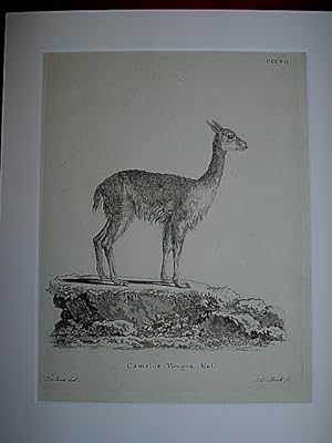 Camelus Vicugna Mol. - Kamel / Kamele / Camel / Vikunja. Kupferstich CCCVII von Bock nach de Seve...