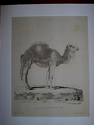 Camelus Dromedarius Linn. - Kamel / Kamele / Camel / Dromedar. Kupferstich CCCIII von Bock nach d...