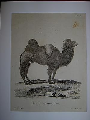 Camelus Bactrianus Linn. - Kamel mit zwei Höckern / Kamele / Camel / Bactrianisches Kamel. Kupfer...