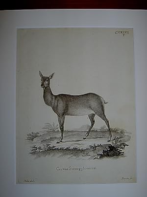 Cervus Strongyloceros. - Hirsch / Hirsche / Hirschkuh. Kupferstich CCXLVII.F von Bock nach Ihle a...