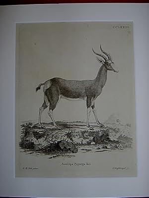 Antilope Pygarga Pall. - Buntbock. Kupferstich CCLXXIII von Nussbiegel nach Ihle aus Johann Chris...