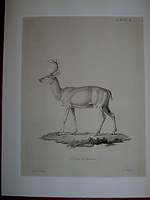 Cervus virginianus. - Hirsch / Hirsche / Weißwedelhirsch / virginia deer cerf. Kupferstich CCXLVI...