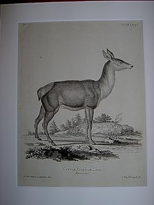 Cervus Elaphus Linn. Femina. - Hirsch / Hirsche / Rothirsch / Hirschkuh. Kupferstich CCXLVII.D. v...