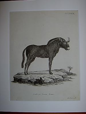 Antilope Gnou Zimm. - Gnu. Kupferstich CCLXXX von J.G. Sturm aus Johann Christian Daniel Schreber...