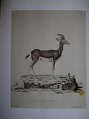 Antilope Kevella Pall. - Kevel-Antilope. Kupferstich CCLXX von Volckart nach de Seve aus Johann C...