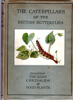 Immagine del venditore per The Caterpillars of the British Butterflies including their eggs, chrysalids and food-plants venduto da Pendleburys - the bookshop in the hills