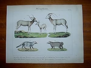 Die Mendes-Antilope, Die milchweisse Antilope, Die Civette, Der Palmenmarder. - Kolorierter Kupfe...