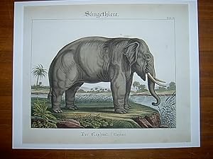 Der Elephant (Elephas) / Elefant. - Kolorierter Kupferstich aus Friedrich Philipp Wilmsens "Handb...