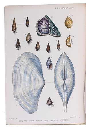 Descriptions of five new shells from the Island of Formosa and the Persian Gulf, and notes upon a...