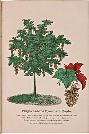 Immagine del venditore per HAND BOOK OF PRACTICAL GARDENING DESIGNED FOR CITY AND SUBURBAN RESIDENCES, AND COUNTRY SCHOOL-HOUSES, CONTAINING DESIGNS FOR LOTS AND GROUNDS, FROM A LOT 30 x 100 FEET TO A 40 ACRE PLOT venduto da William Reese Company - Americana