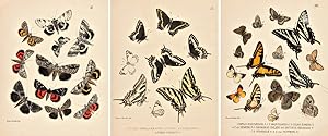LEPIDOPTERA, RHOPALOCERES AND HETEROCERES, INDIGENOUS AND EXOTIC; WITH DESCRIPTIONS AND COLORED I...