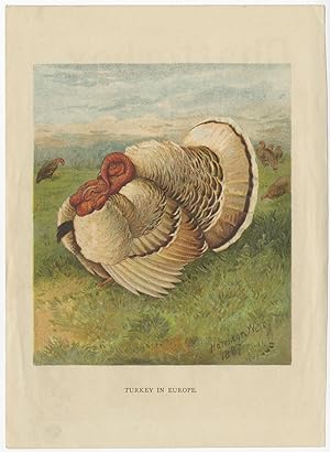 Antique Print of a Turkey by H. Weir (1889)